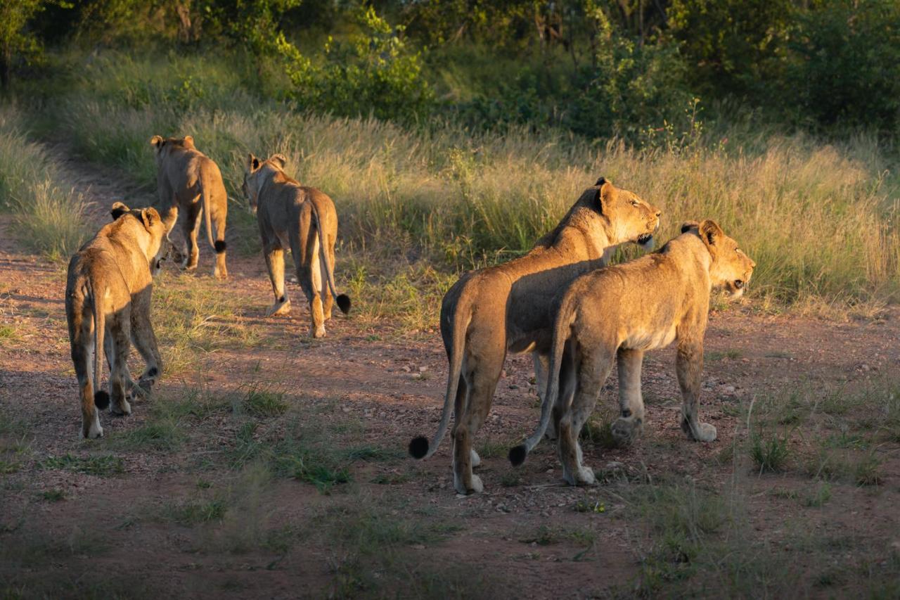 Milima Big 5 Safari Lodge Hoedspruit Ngoại thất bức ảnh